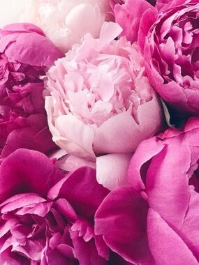 Meet your Posher, ChiChi